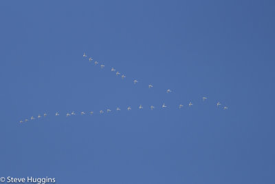 Tundra Swan-0810.jpg