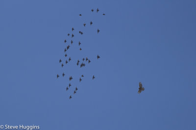 Red-shouldered Hawk-0818.jpg