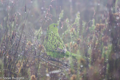 Ground Parrot-4858.jpg