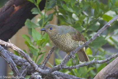 Satin Bowerbird-3393.jpg