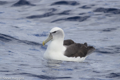 White-capped Albatross-3676.jpg