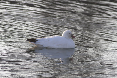 Rosss Goose-6146.jpg