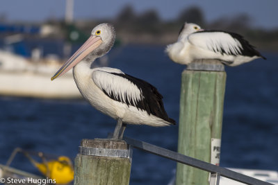 Australian Pelican-4989.jpg