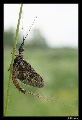 Flies
