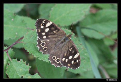Speckled Wood