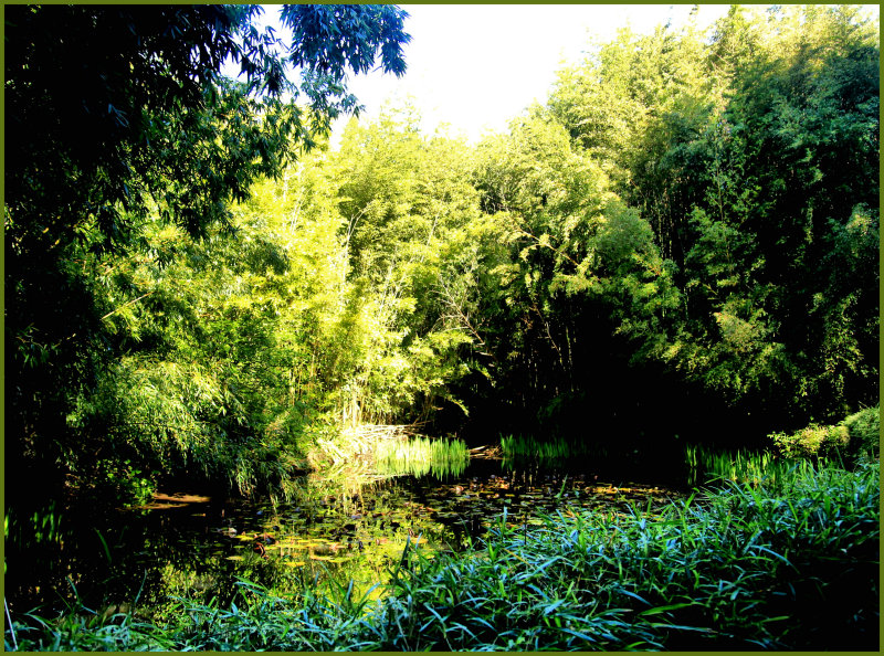 quiet pond.jpg