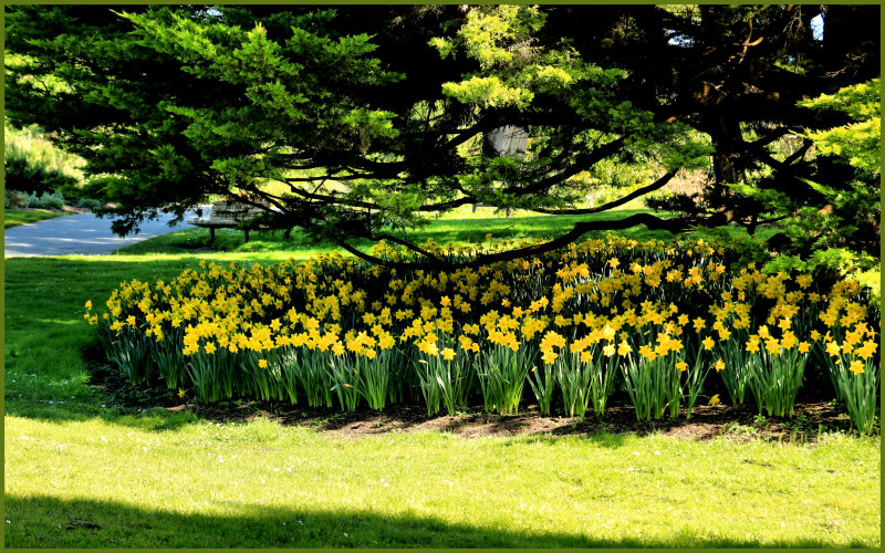 spring daffodills.jpg