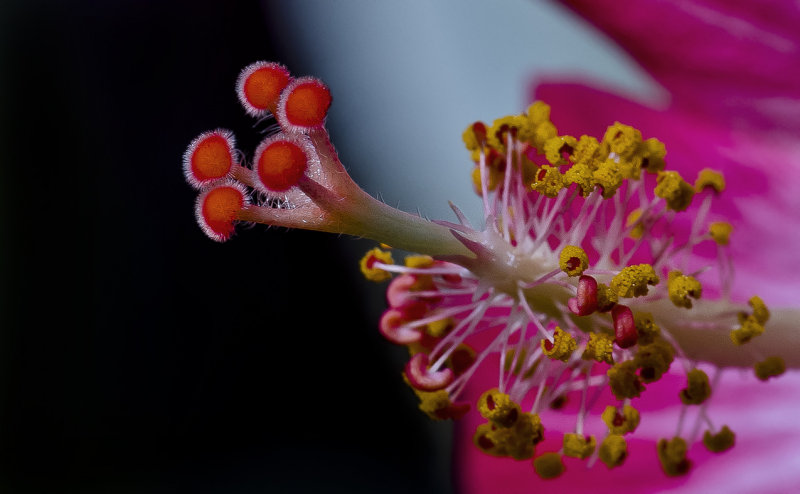 Hibiscus