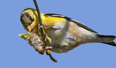 Feeding Goldfinch