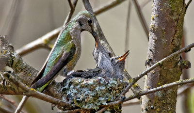 Mother and Offspring