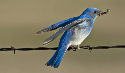 Mountain Bluebird and Catch