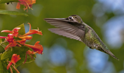 Anna's Hummingbird & Orange Honeysuckle