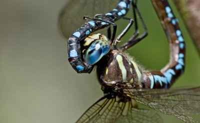 Dragonfly Coupling