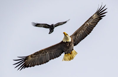 Eagles Hate Crows