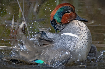 Green-winged Teal