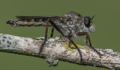 Eutolmus Rufibarbis (Robber Fly)
