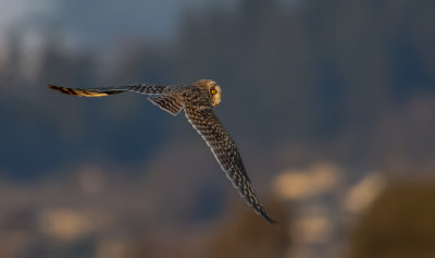 Gliding By