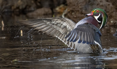 Showing Off For The Ladies - Male Wood Duck