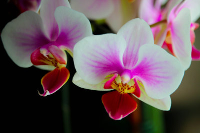 Colorful Orchid