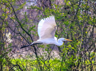 White Egretin Flight