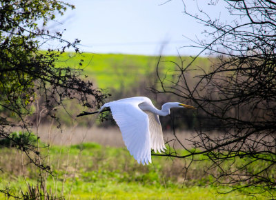 White Egret in Flight
