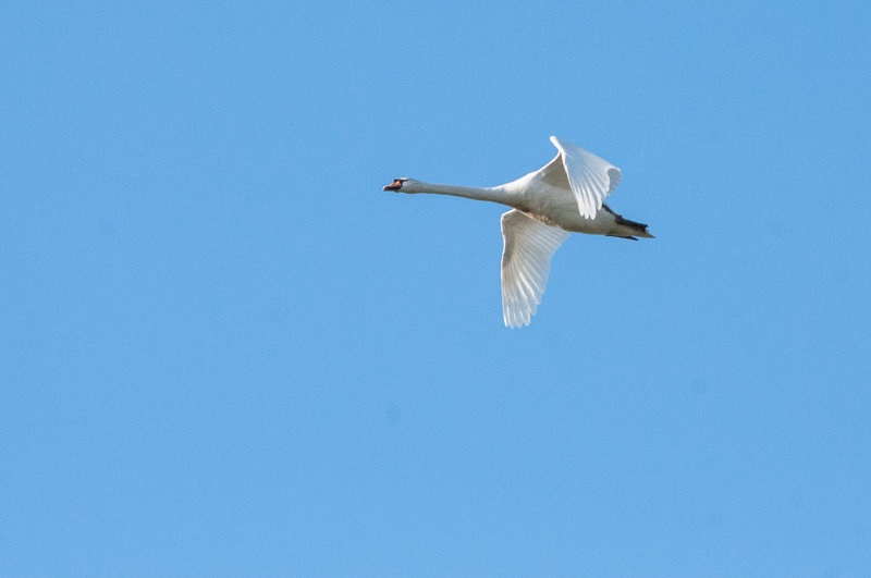Swan in Flight - Leiderdorp, February 2018