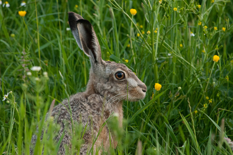 Hare in the high gras - July 2018  