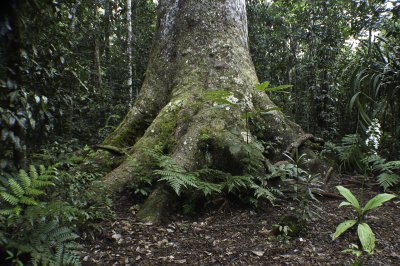 Kaori Tree