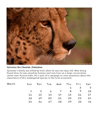 Sylvester the Cheetah, Zimbabwe  