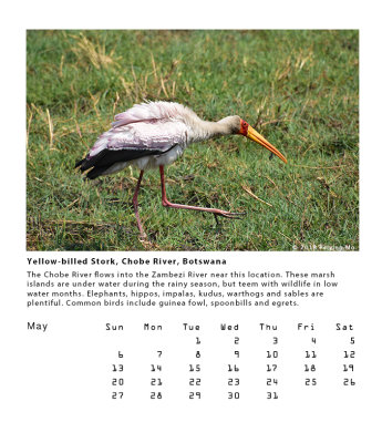 Yellow-billed Stork, Chobe River, Botswana 