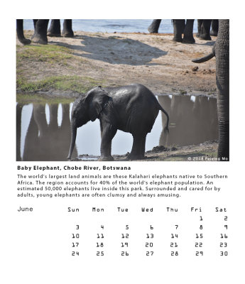 Baby Elephant, Chobe River, Botswana