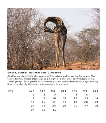 Giraffe, Zambezi National Park, Zimbabwe
