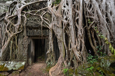 Ta Prohm - Door surrounded by roots