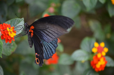 Butterfly - Tam Coc, Ninh Binh