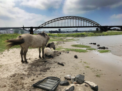 Waal, South Holland