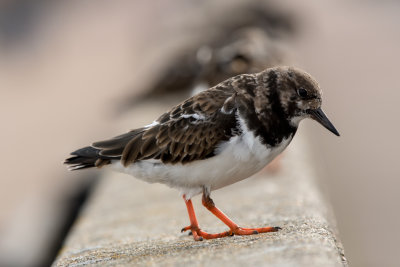 turnstone