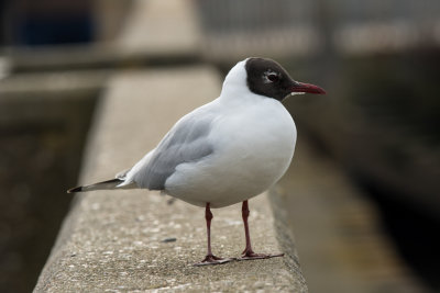 black headed gull