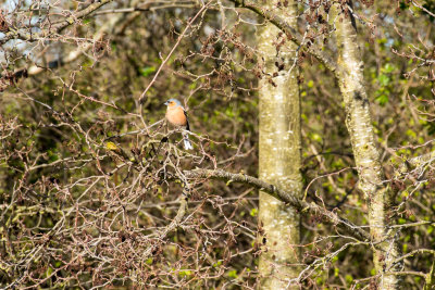 Fingringhoe Wick Nature Reserve