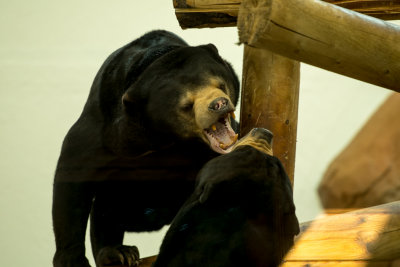 sun bear