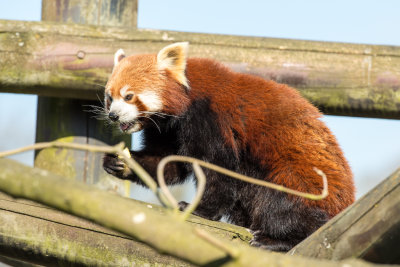 red panda