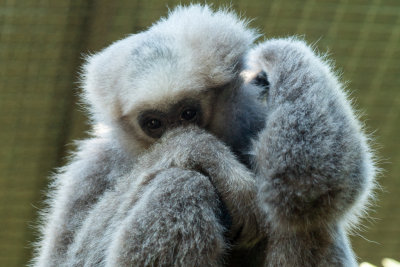 pileated gibbon