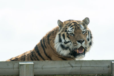 amur tiger