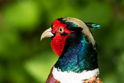 pheasant