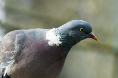 wood pigeon