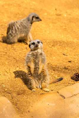 meerkat