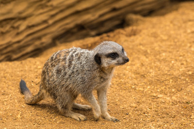 meerkat