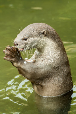 smooth coated otter