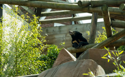 sun bear