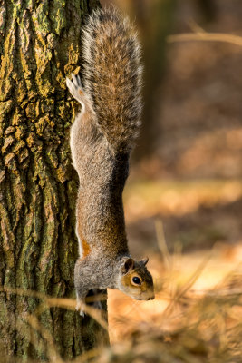 squirrel