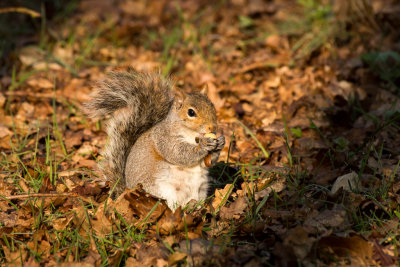 squirrel